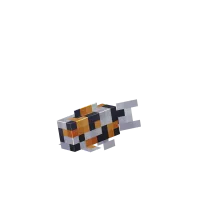 Černý Kapr Koi