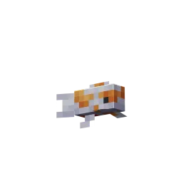 Kapr Koi
