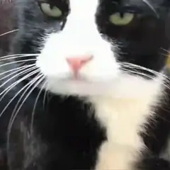 Kočka dělá mlem